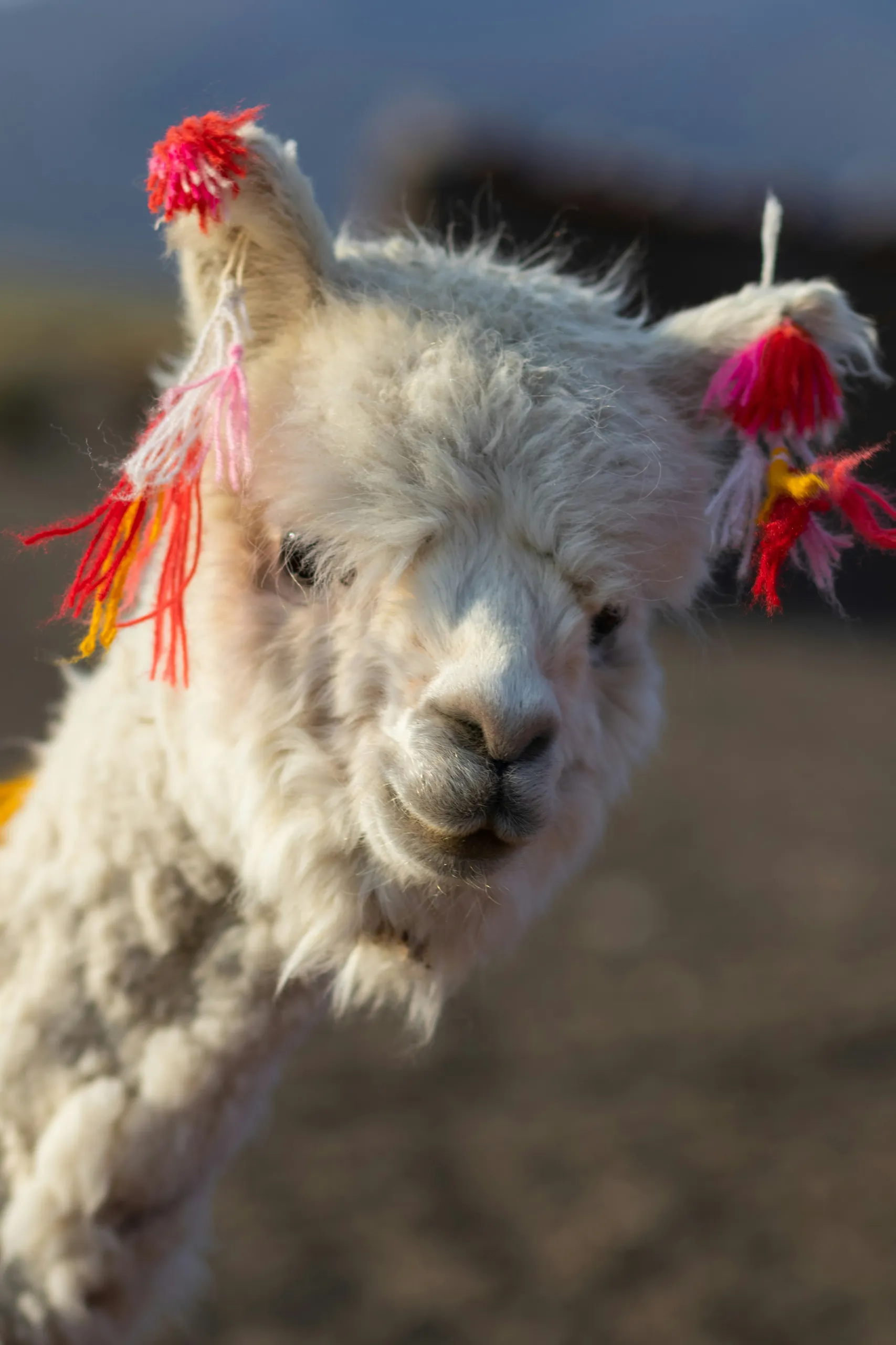 Salimos con las alpacas