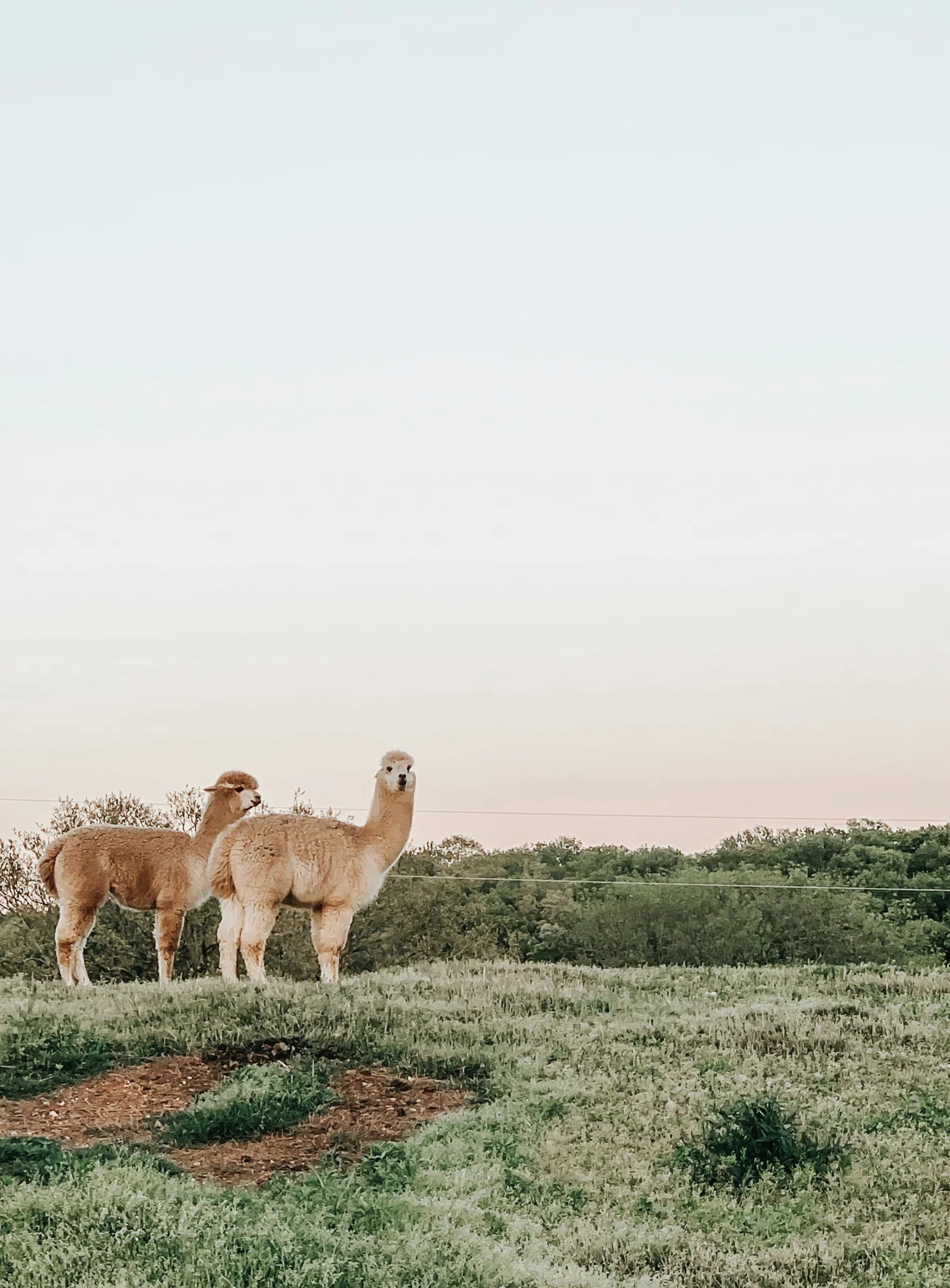Dos alpacas en el prado al atardecer