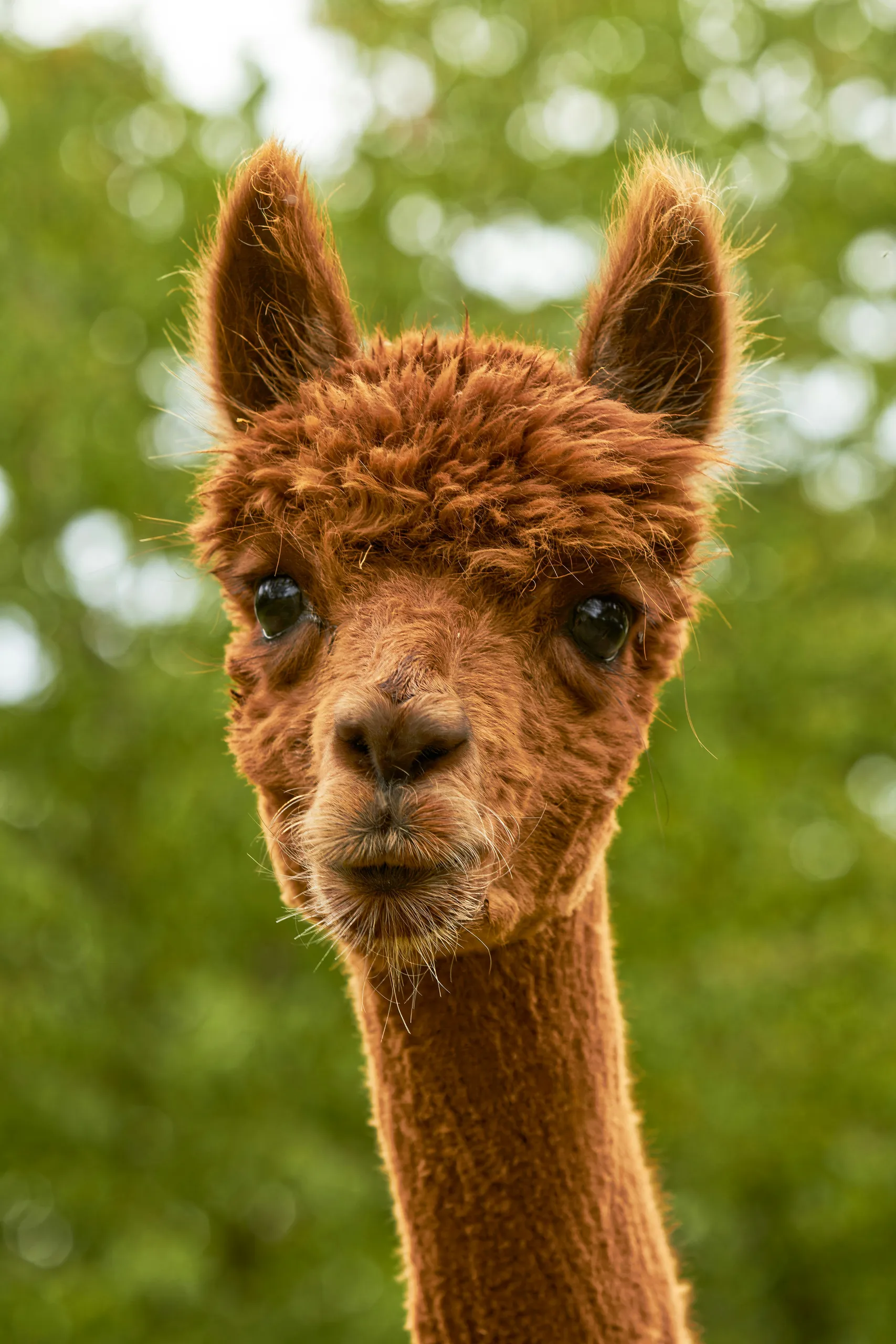 Una alpaca marrón mira directamente al objetivo sobre un fondo verde