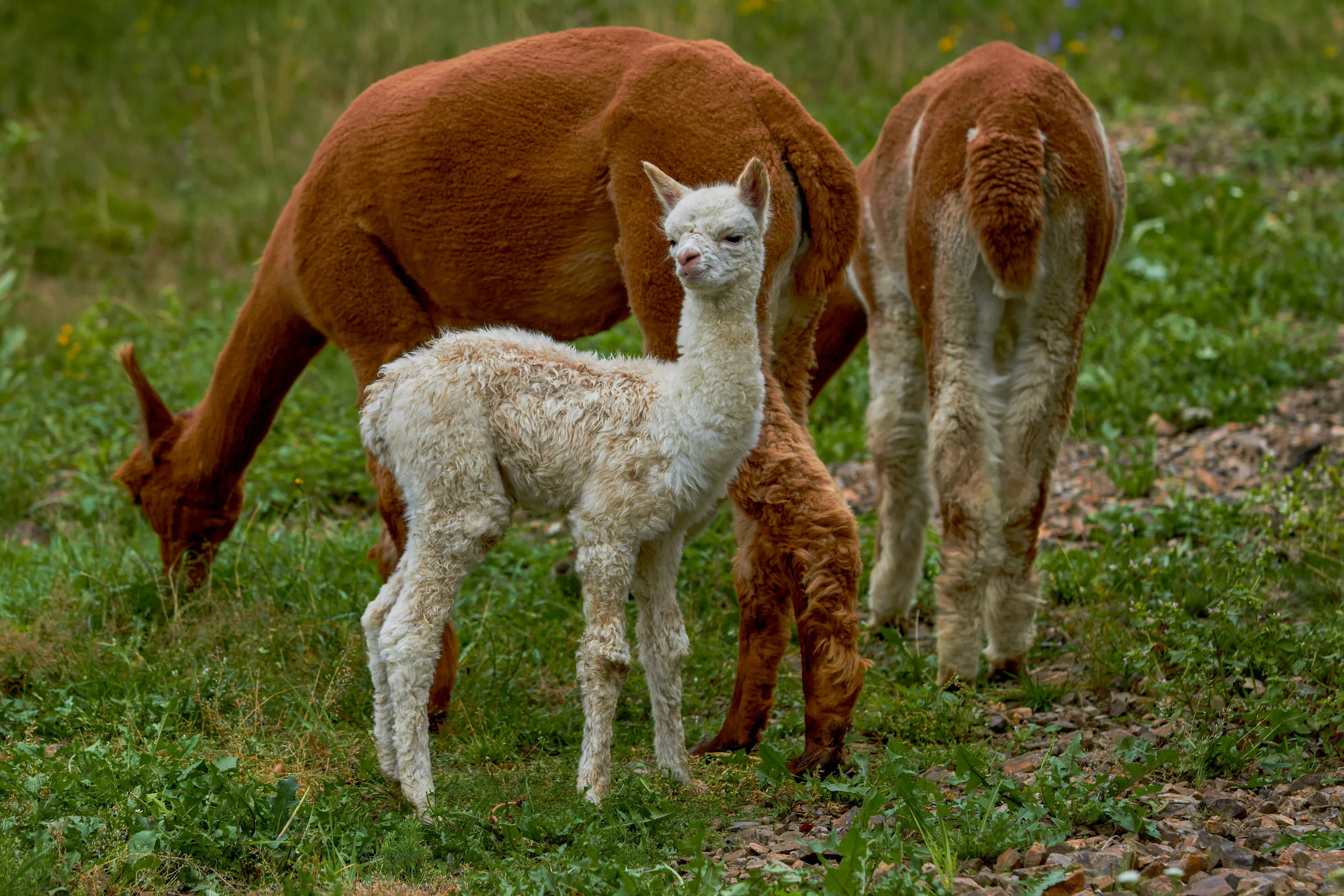 Tres alpacas en el prado verde: marrón, pequeña blanca y clara
