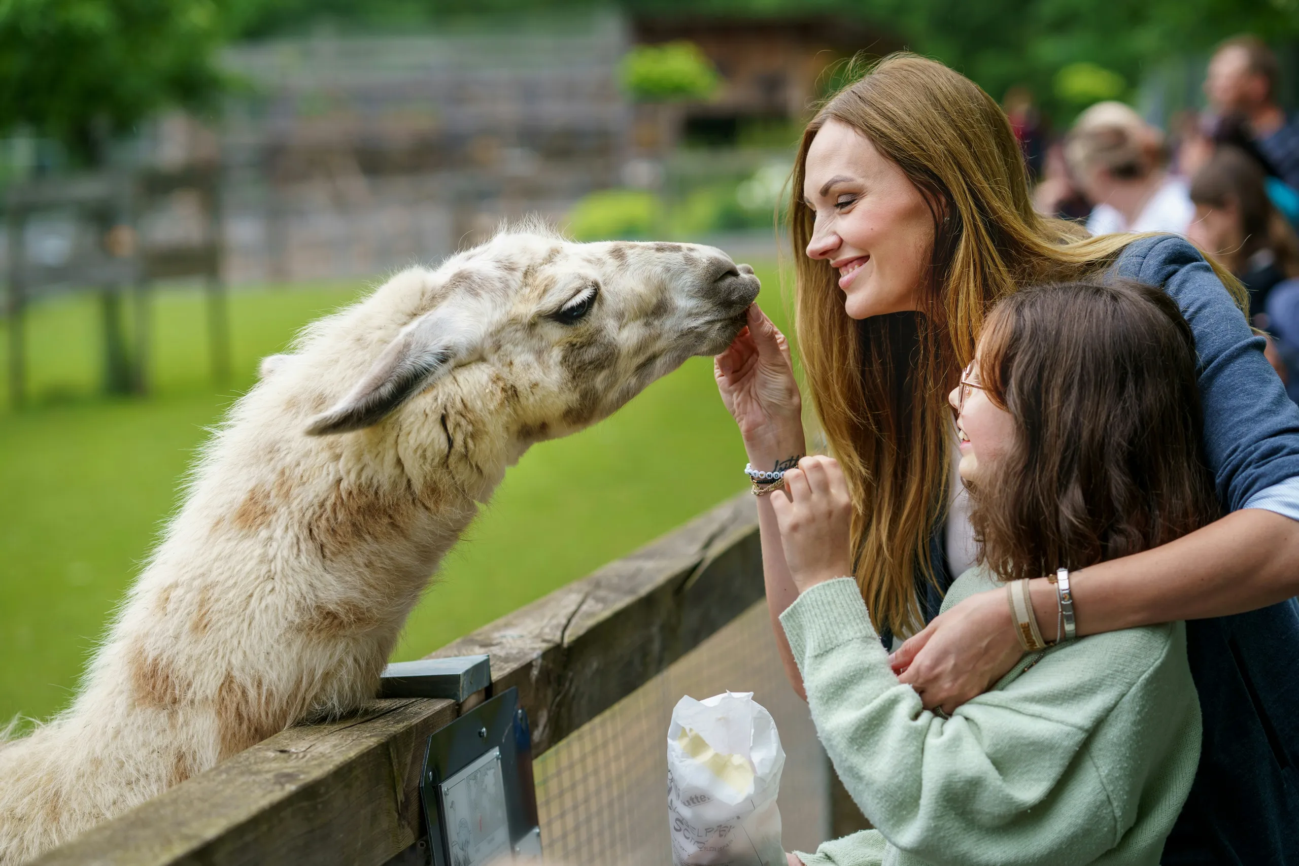 Conozcámonos — alimentando a la alpaca
