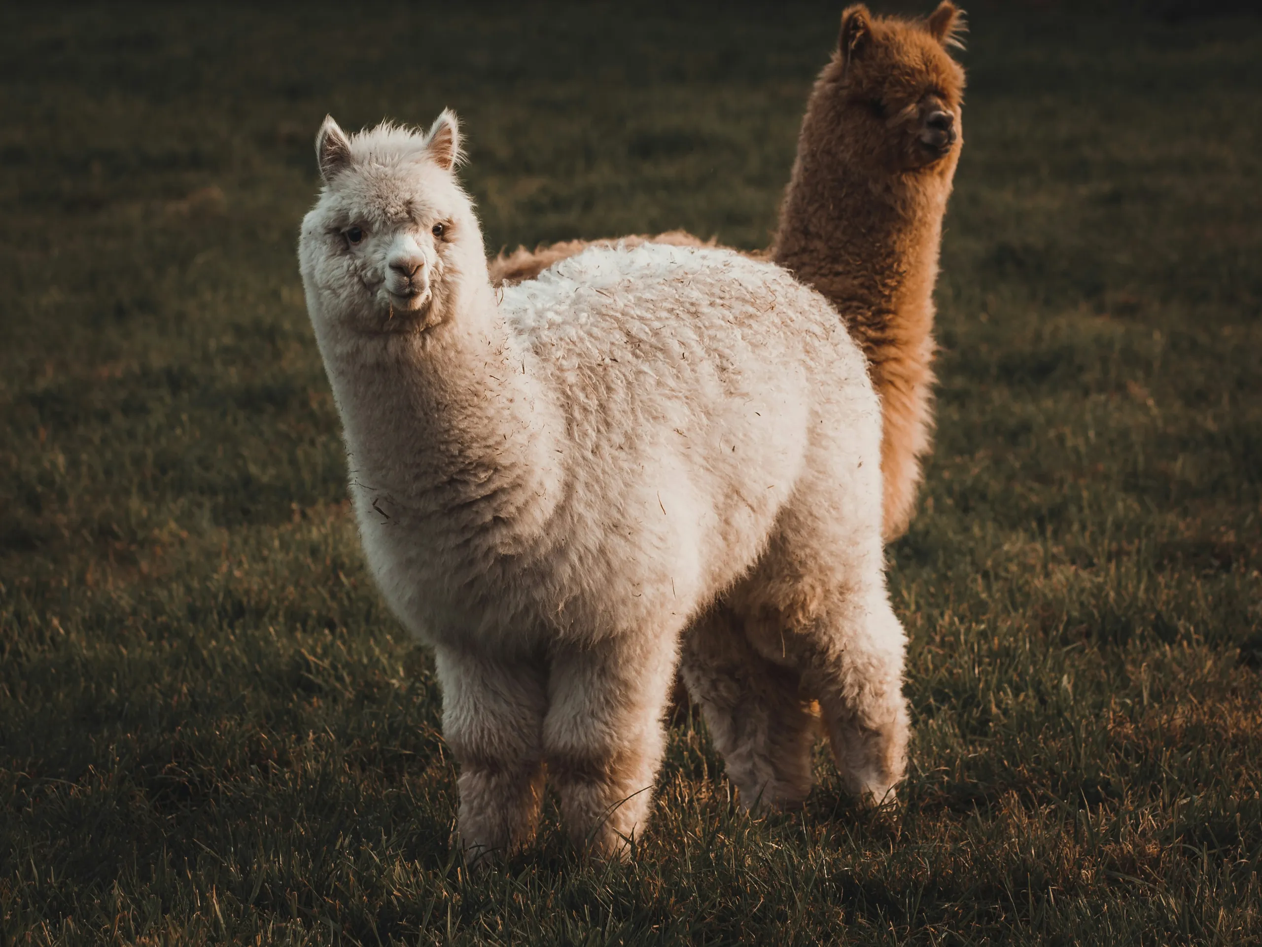 Alpaca blanca y marrón en el prado al atardecer