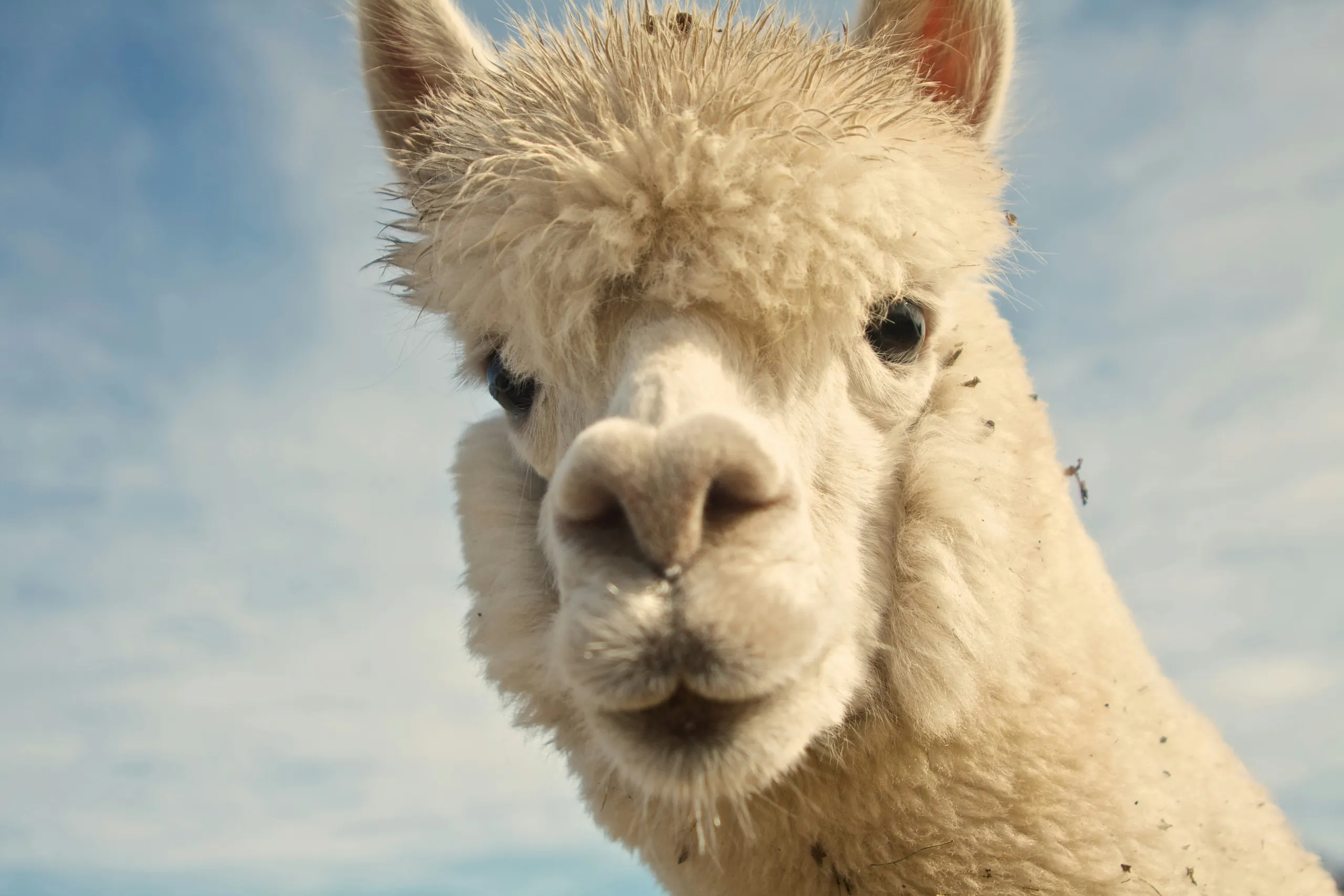 Waldi, el encantador — alpaca con borlas de colores