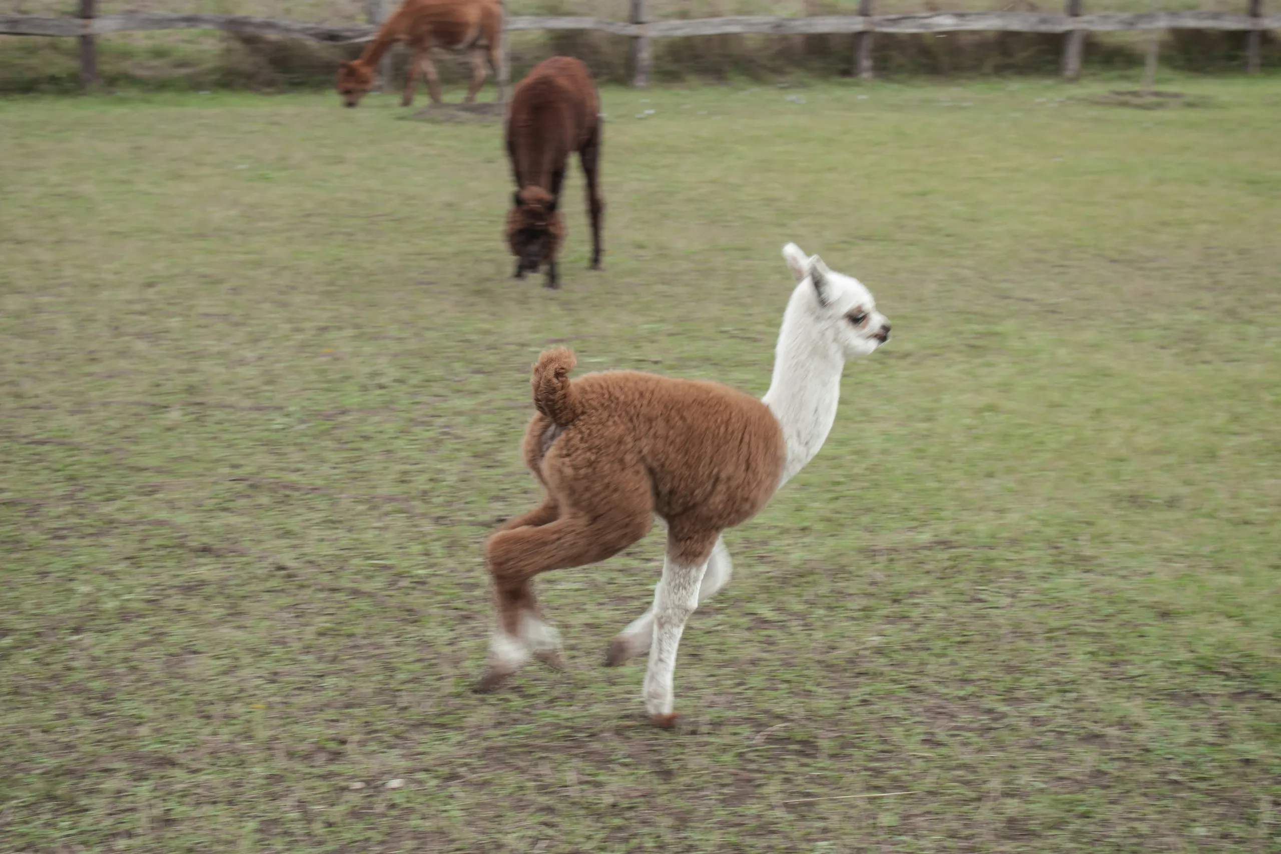 Primer plano de dos alpacas blancas tras la valla de malla