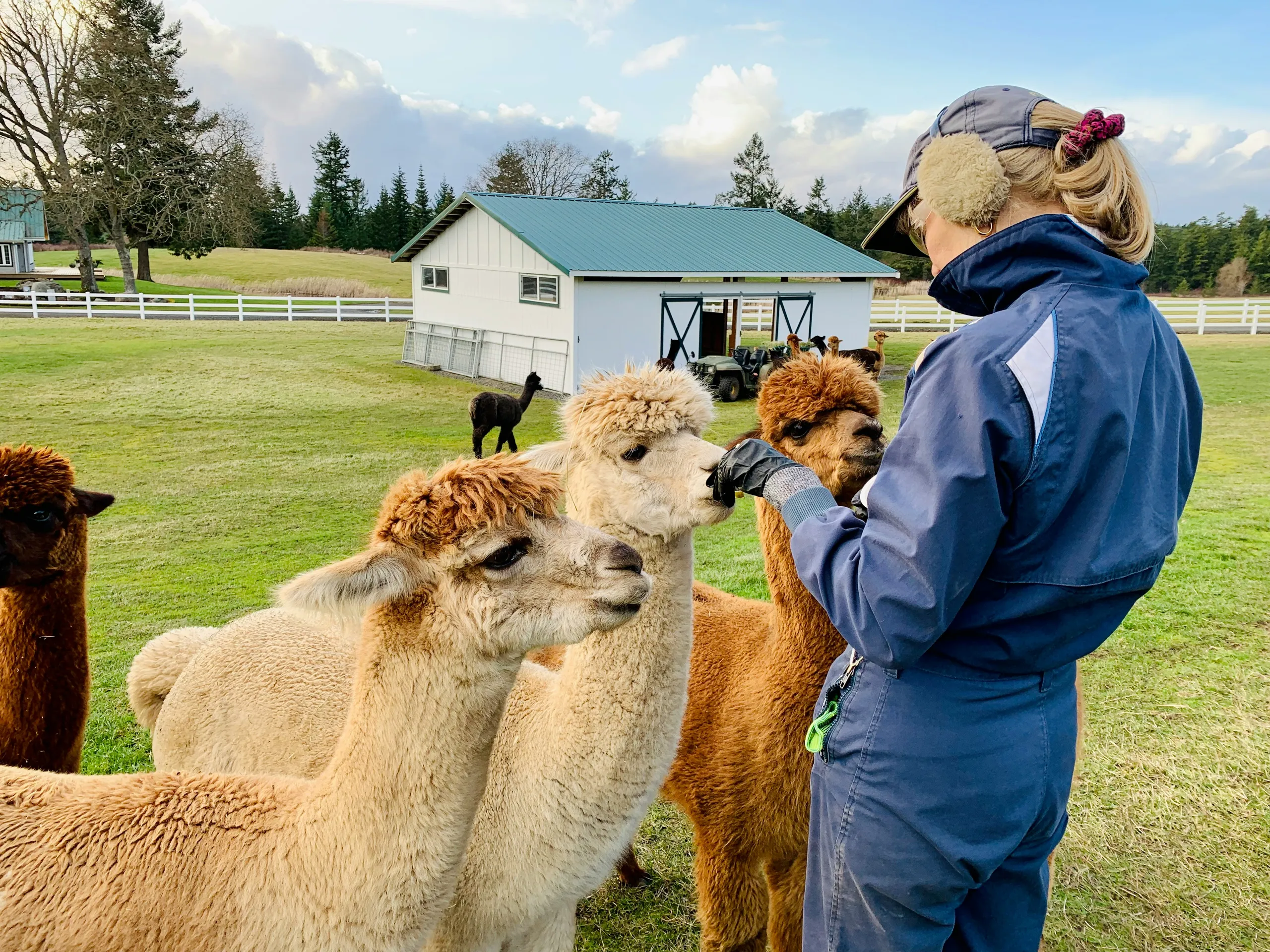 Una mujer alimenta de la mano a un rebaño de alpacas junto al granero